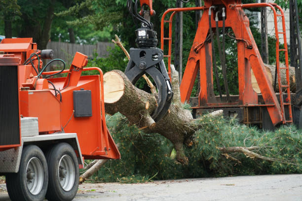 Trusted West Hill, OH Tree Care  Experts